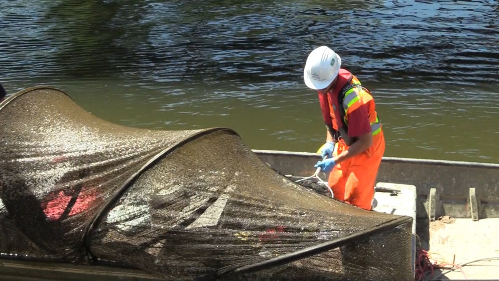 Controle passe a poissons - Nouveau pont Champlain